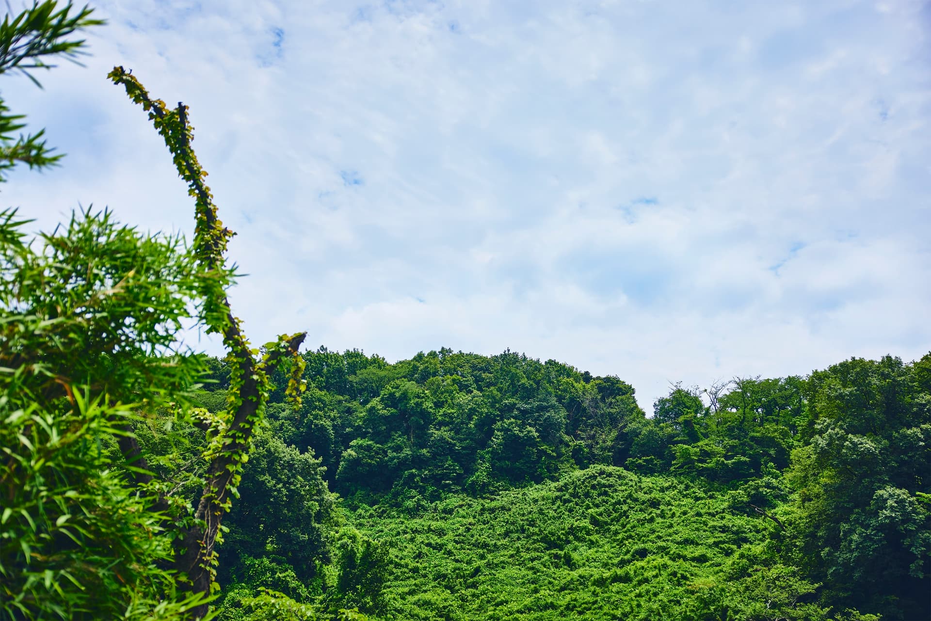 PokemonWONDER_ギャラリー_3