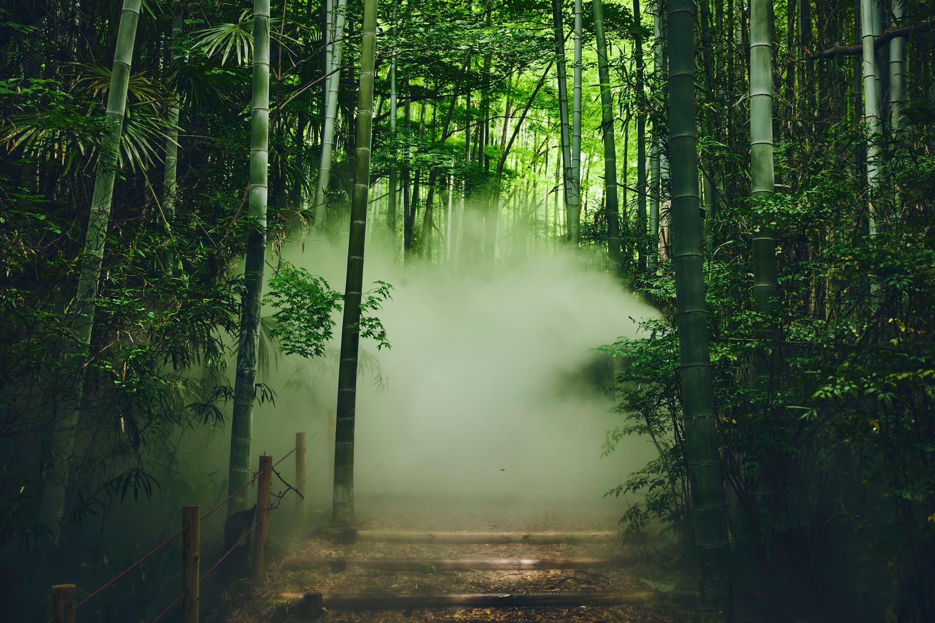 PokemonWONDER_ギャラリー_2